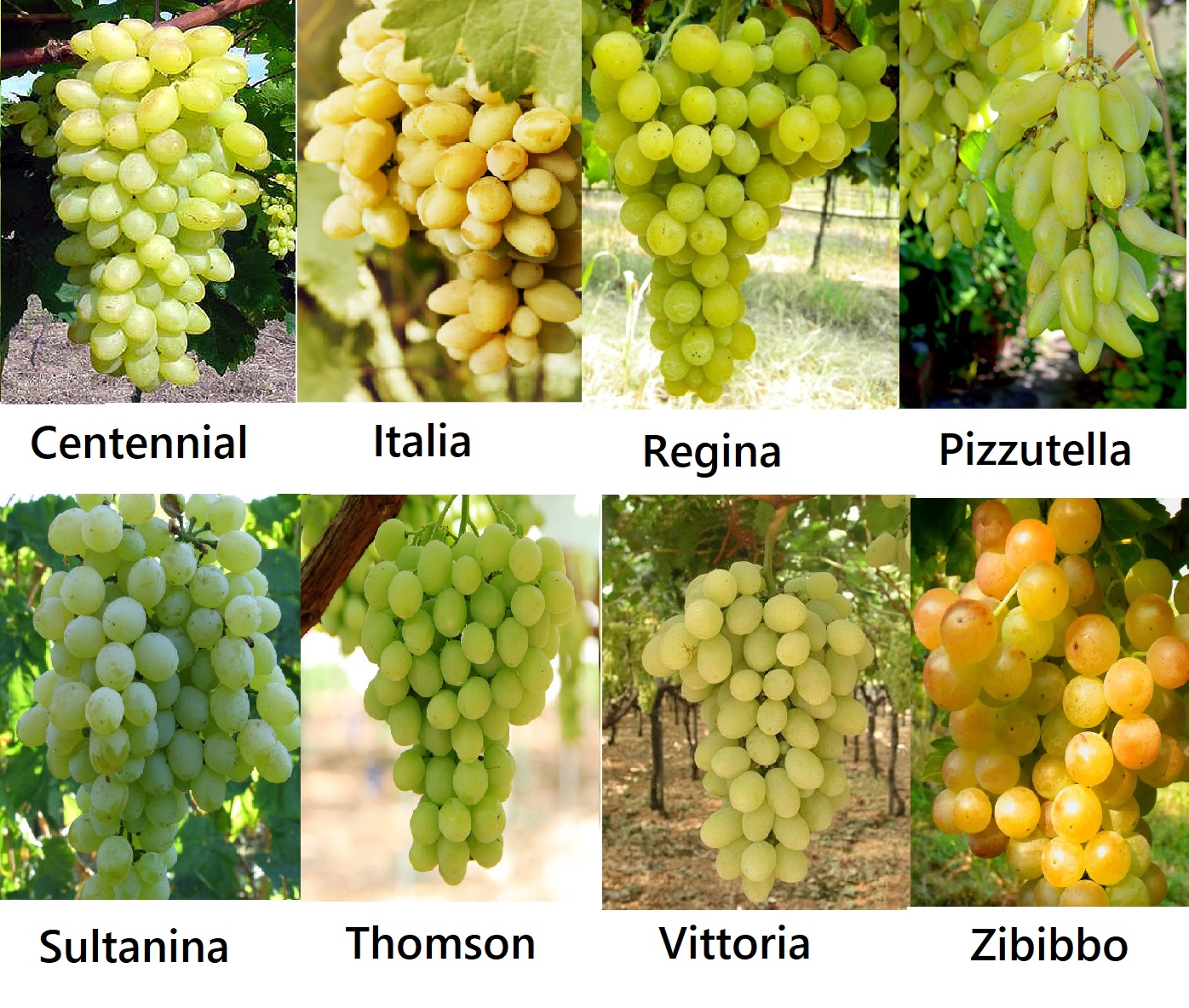 variet-di-uva-dalla-vite-al-vino-il-blog-di-martina-variet